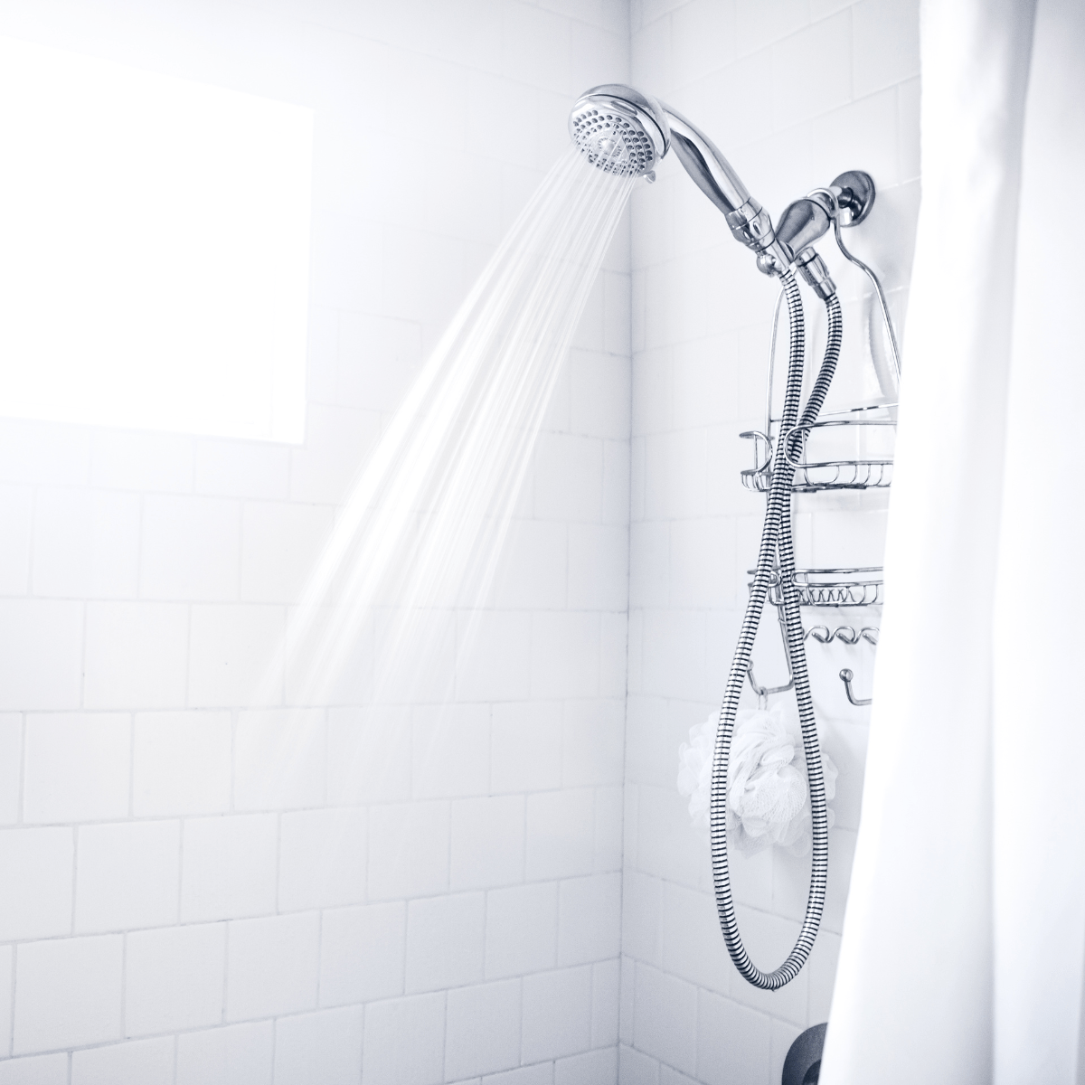 Sen vòi - Daisan Store