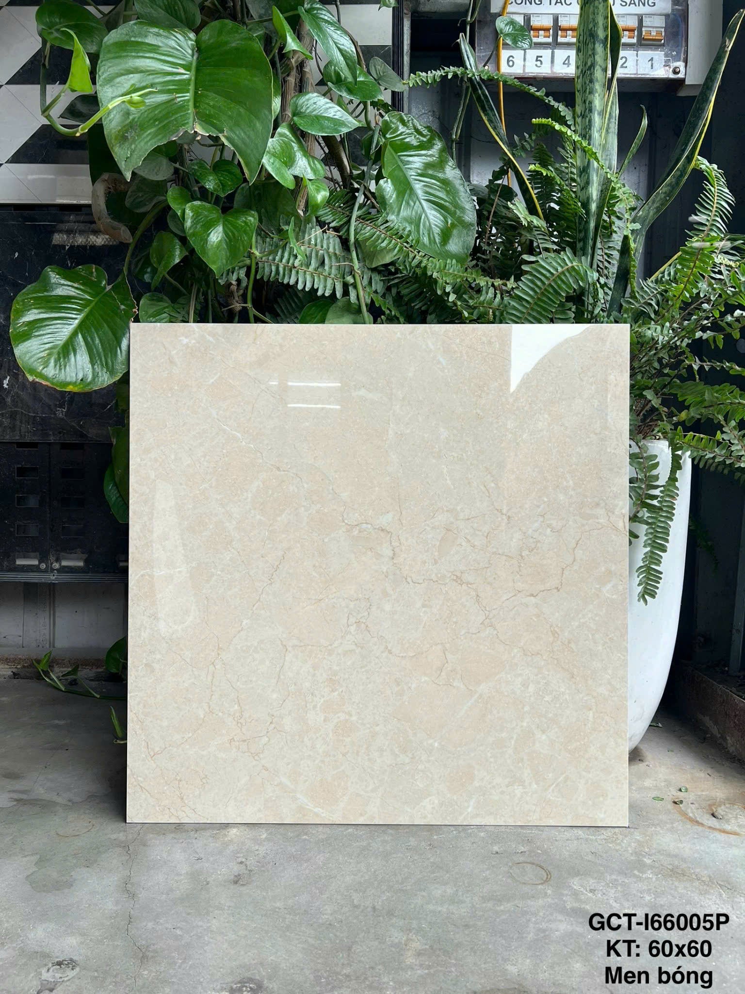 Gạch Ốp Lát KT 600x600 Men Bóng Mã GCT-I66005P