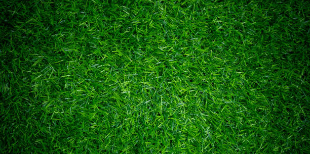 DBDMC Cỏ nhân tạo cảnh quan thân thiện môi trường, dùng cho bóng đá, golf