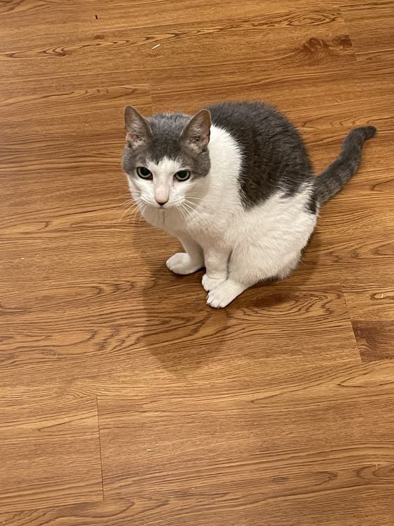 Sàn SPC, PVC Vinyl, WPC, gỗ công nghiệp Laminate thiết kế hiện đại, chống thấm nước, hèm khóa nhanh