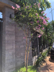 Đá ong xám ốp trang trí - Daisan Store